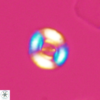 Ellipsagelosphaera lucasi 11109