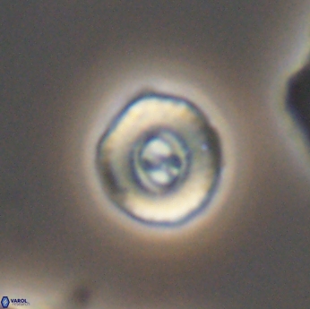 Ellipsagelosphaera lucasi 11115
