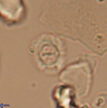 Ellipsagelosphaera lucasi 12867