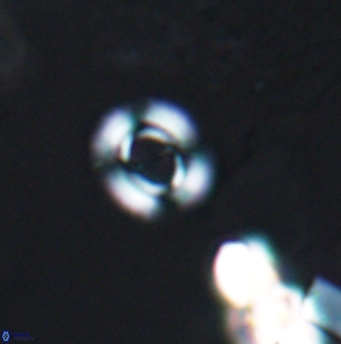 Ellipsagelosphaera lucasi 12868
