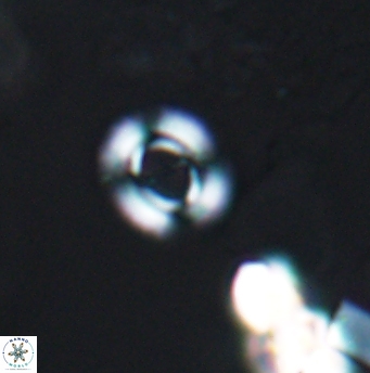 Ellipsagelosphaera lucasi 12868