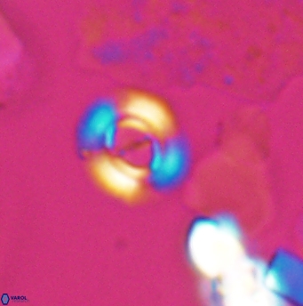 Ellipsagelosphaera lucasi 12869