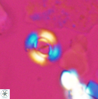 Ellipsagelosphaera lucasi 12869