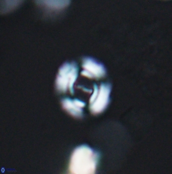 Ellipsagelosphaera lucasi 12870
