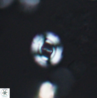 Ellipsagelosphaera lucasi 12870