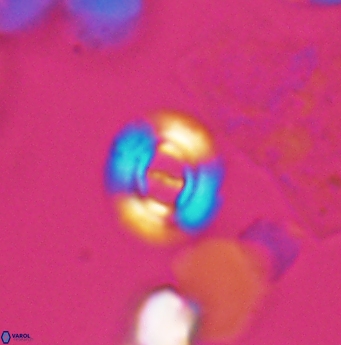 Ellipsagelosphaera lucasi 12871