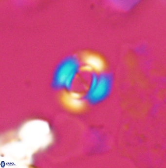 Ellipsagelosphaera lucasi 12873