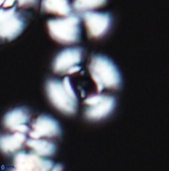 Ellipsagelosphaera gephyrocapsoides 9453