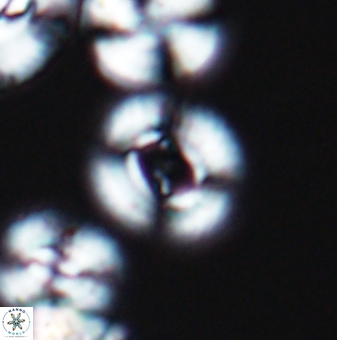 Ellipsagelosphaera gephyrocapsoides 9453