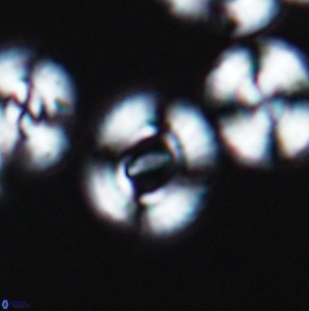 Ellipsagelosphaera gephyrocapsoides 9456