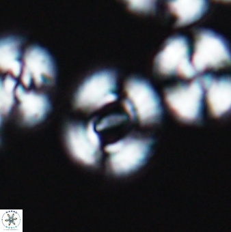 Ellipsagelosphaera gephyrocapsoides 9456