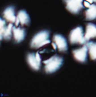 Ellipsagelosphaera gephyrocapsoides 9457
