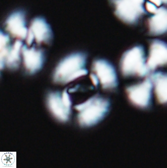Ellipsagelosphaera gephyrocapsoides 9457