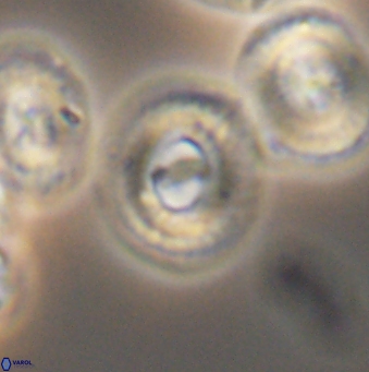 Ellipsagelosphaera gephyrocapsoides 9459