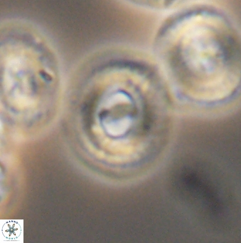 Ellipsagelosphaera gephyrocapsoides 9459