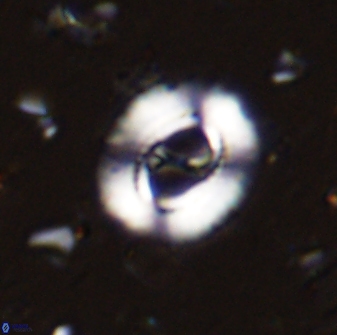Ellipsagelosphaera lucasii 33154