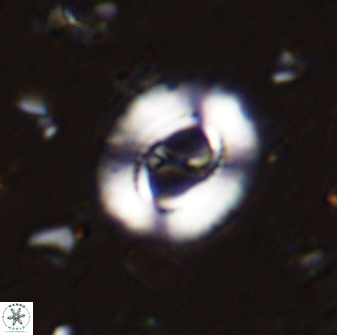 Ellipsagelosphaera lucasii 33154