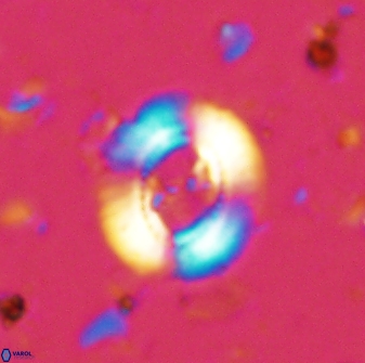 Ellipsagelosphaera lucasii 33156