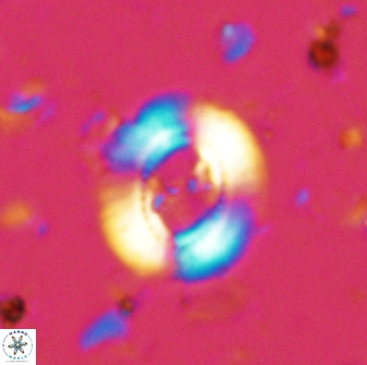 Ellipsagelosphaera lucasii 33156