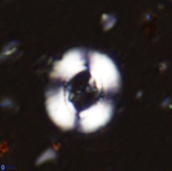 Ellipsagelosphaera lucasii 33157