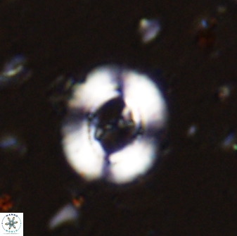 Ellipsagelosphaera lucasii 33157