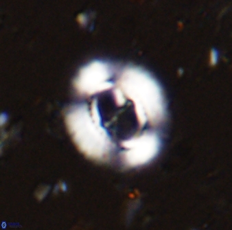 Ellipsagelosphaera lucasii 33158