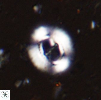 Ellipsagelosphaera lucasii 33158