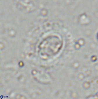Ellipsagelosphaera lucasii 33161