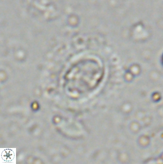 Ellipsagelosphaera lucasii 33161