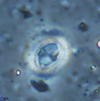 Ellipsagelosphaera lucasii 33162