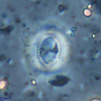 Ellipsagelosphaera lucasii 33163
