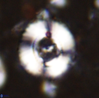 Ellipsagelosphaera lucasii 33164