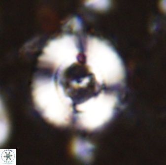 Ellipsagelosphaera lucasii 33164