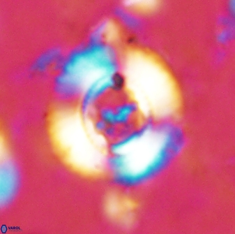 Ellipsagelosphaera lucasii 33165
