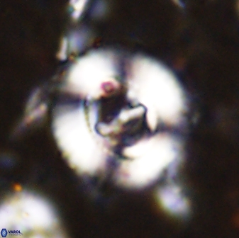 Ellipsagelosphaera lucasii 33167