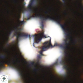 Ellipsagelosphaera lucasii 33167