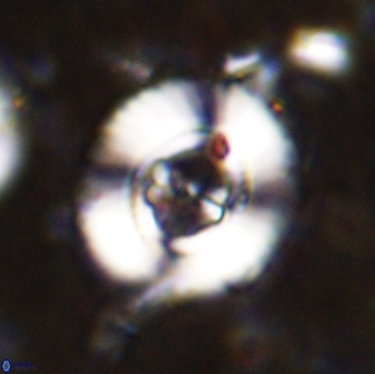 Ellipsagelosphaera lucasii 33168