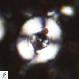 Ellipsagelosphaera lucasii 33168