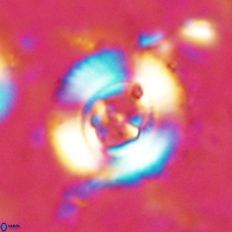 Ellipsagelosphaera lucasii 33169