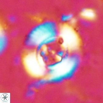 Ellipsagelosphaera lucasii 33169