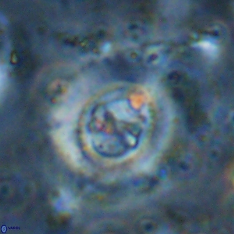 Ellipsagelosphaera lucasii 33171