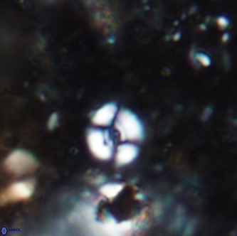 Ellipsagelosphaera sp A 1644
