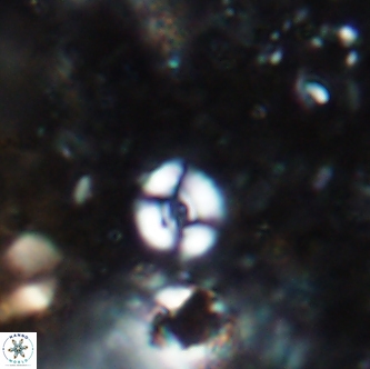 Ellipsagelosphaera sp A 1644