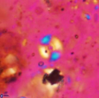 Ellipsagelosphaera sp A 1646