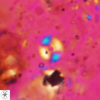 Ellipsagelosphaera sp A 1646