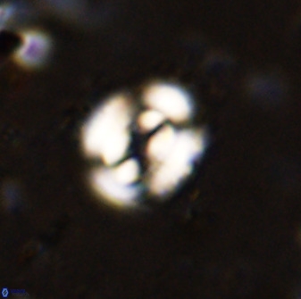 Ellipsagelosphaera supergesta 48142