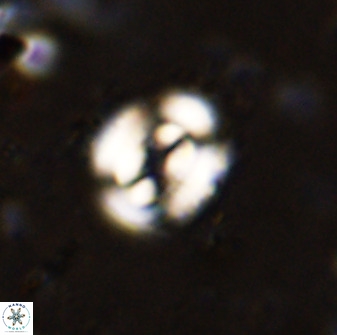 Ellipsagelosphaera supergesta 48142