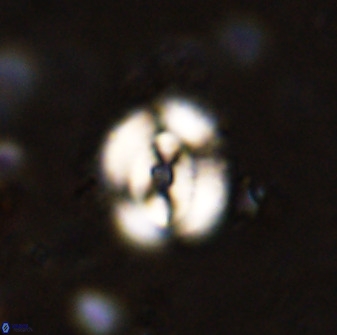 Ellipsagelosphaera supergesta 48143