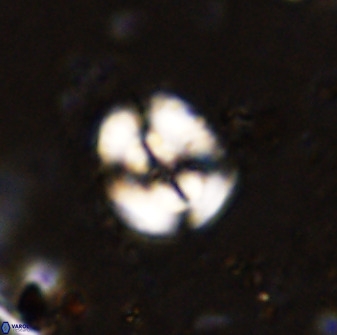 Ellipsagelosphaera supergesta 48144