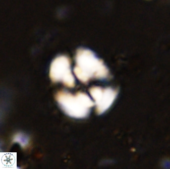 Ellipsagelosphaera supergesta 48144
